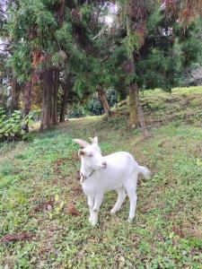 Kominkayado oniwa - Vacation STAY 33168v