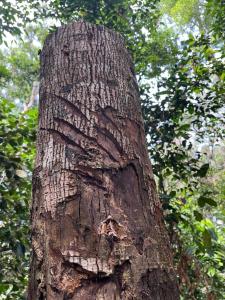 Rinte Green Village & Bukit Lawang Jungle Trekking