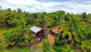 Tree Top View Tree House