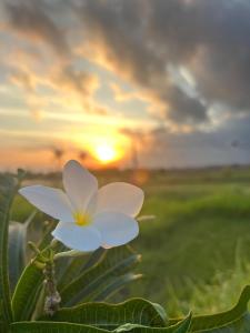 Medewi Surf And Stay - Ubytování bez kategorie ve městě Airsatang