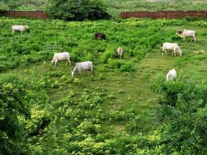 Home Stay with Giriraj View I On Parikrama Marg I 5 mins to ISKCON & Daan Ghati