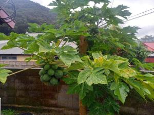 Amami - House - Vacation STAY 35269v