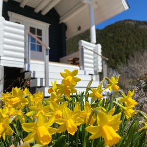 OLI OLI tree - Vacation STAY 39608v