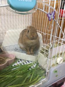 ichihara homestay-stay with Japanese family - Vacation STAY 15787