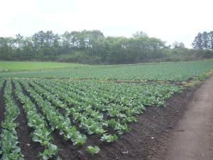 Kogen no Kashi Besso Kurumi Terrace - Vacation STAY 56123v