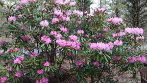 Karuizawa Villa Etoile - Vacation STAY 15095