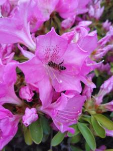 Shimanami Osayo no Yado - Vacation STAY 16166