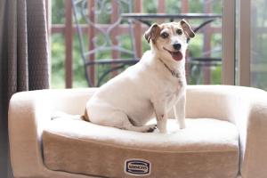 - Villa du Soleil - Zao Sansuien - Gaia Resort - Vacation STAY 54225v