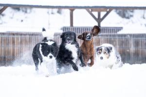 Hotel Grimming dogs&friends