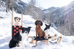 Hotel Grimming dogs&friends