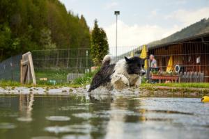 Hotel Grimming dogs&friends