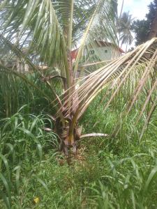 Krishna sadana beach side home stay