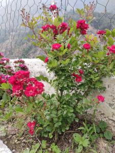 Dev Darshan Home Stay