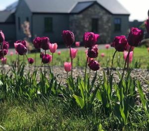 Lavender Lane Country cottage , Furbo