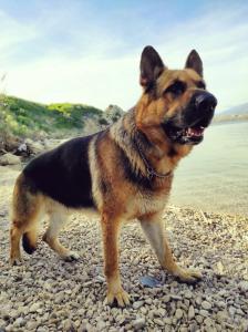 Milas pet friendly holiday house