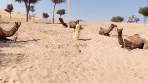 Osian Camel safari and Village home stay