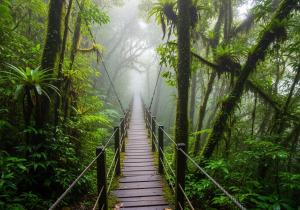 Orchid Lodge Monteverde