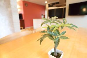 HOMANN CONCEPT Kamakura Yuigahama - Vacation STAY 51916v