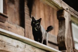 Romantisches Schwarzwälder Bauernhäuschen Hüsli am Griesbachhof