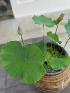 Home at Nimman Beautiful Thai-feel House 3BRs Prime