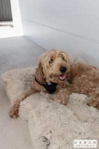 Urban Getaway Colonial 6 beds 2 bath aircon pet family