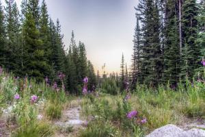 Snowbanks 1