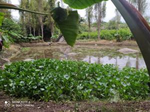 Ubazhue Hospedaje Campestre