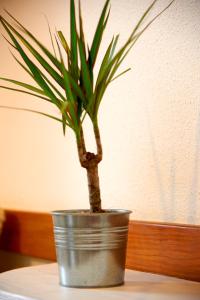 Central Garden Saldanha Apartment