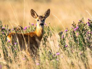 4 person holiday home in SANDHEM-By Traum