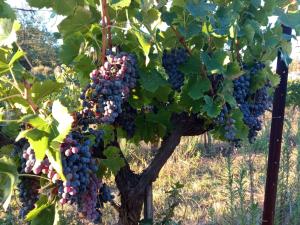 Domaine Tombarel - Agritourisme