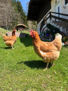 Appartement Sunnseit - Kitzbüheler Alpen