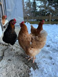 Appartement Sunnseit - Kitzbüheler Alpen