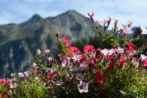 Cabin in front of Grand Paradis and Arolla