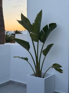 Los Molinos Serenity apartment