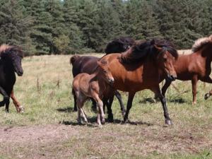 4 person holiday home in Blokhus-By Traum