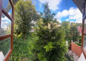 Apple Cherry Pine Green Homestay