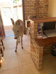 Pousada Viva Barra - Barra Grande - Piauí