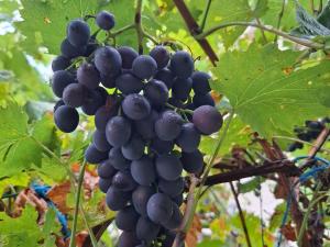 Cvrkut Ptica - Mladenovac