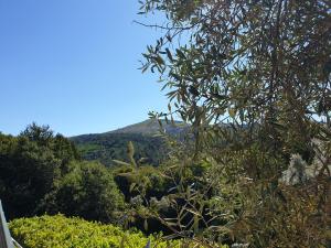 Quinta da Vinha Velha