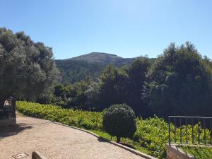 Quinta da Vinha Velha