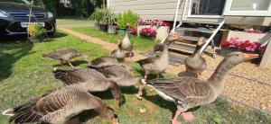 Billing Aquadrome , Poplar ,2 bedrooms caravan, KM12