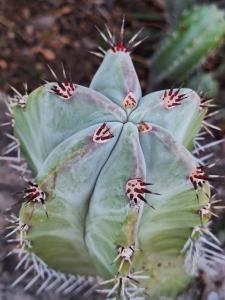 Romantic Dome & French Cuisine