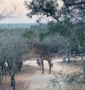 Amani Luxury Villa Marloth Park