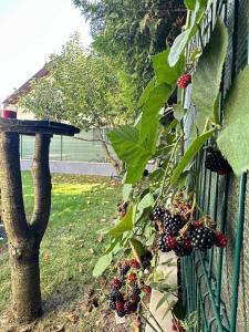 Residence Sângeorgiu