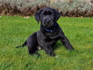 Paulette à bicyclette
