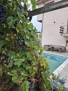 Cvrkut Ptica - Mladenovac