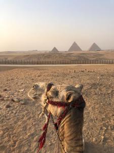 Mohamed Pyramids view