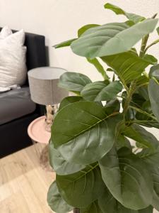 Goldstadt Luxe Studio- City Apartment Schlössle