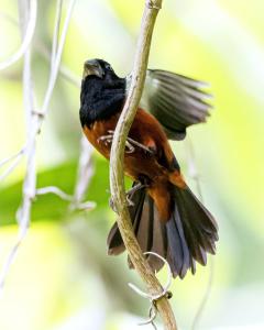 Fazenda Rio Vermelho - Chalés Pérola do Cerrado