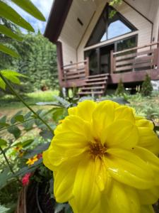 Барнхаус Карпатський подих